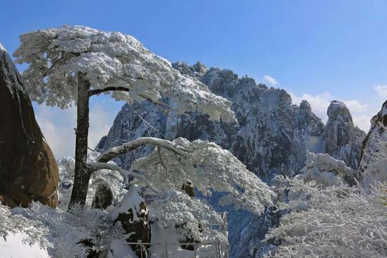 “大雪压青松，青松挺且直” 图片来源：网络